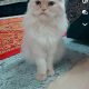 Persian Cats For Sale