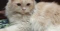 Persian Cats For Sale