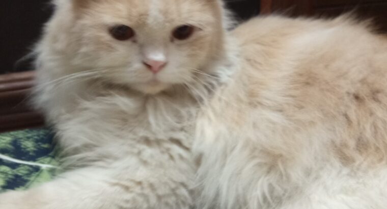 Persian Cats For Sale