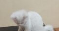 White Persian cats male and female for sale