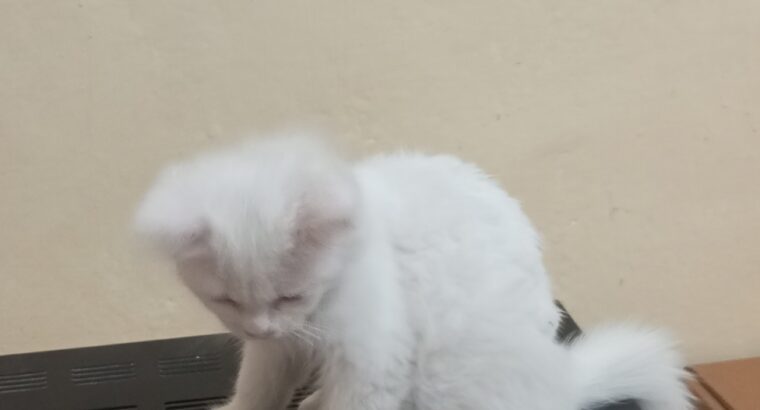 White Persian cats male and female for sale