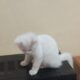White Persian cats male and female for sale
