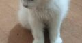 White Persian cats male and female for sale