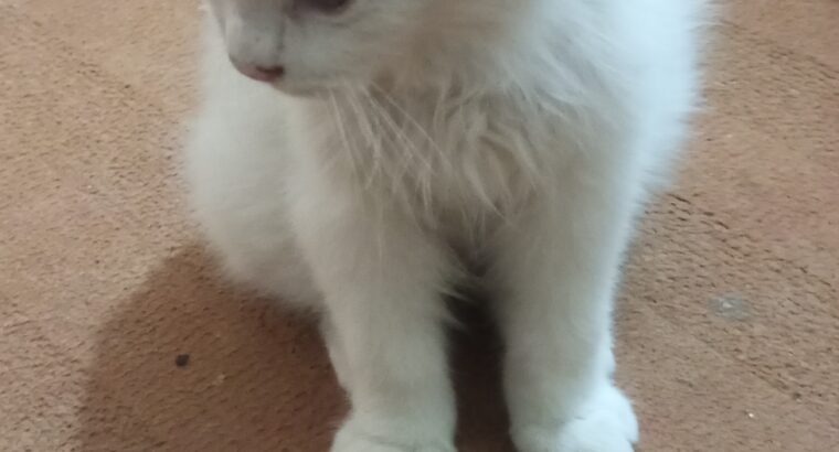White Persian cats male and female for sale