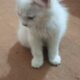 White Persian cats male and female for sale