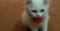 White Persian cats male and female for sale