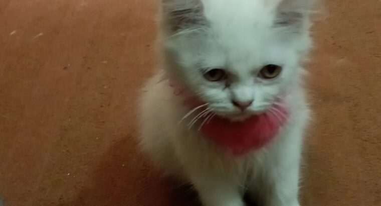 White Persian cats male and female for sale