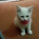 White Persian cats male and female for sale