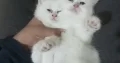 pure persion pair kittens and cats