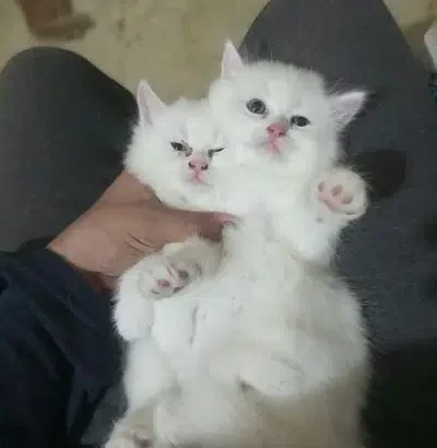 pure persion pair kittens and cats