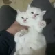 pure persion pair kittens and cats