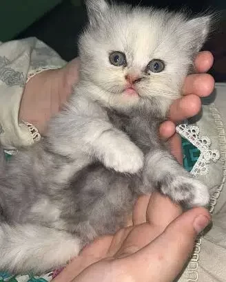 Persian Kittens