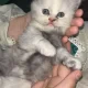 Persian Kittens