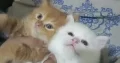 pure persion pair kittens and cats