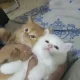 pure persion pair kittens and cats