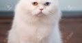 Beautiful cute persian cat male different eyes