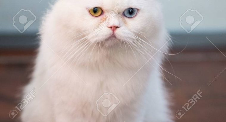 Beautiful cute persian cat male different eyes