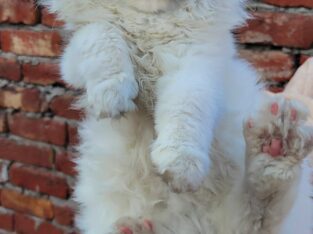 Persian kittens Pair white