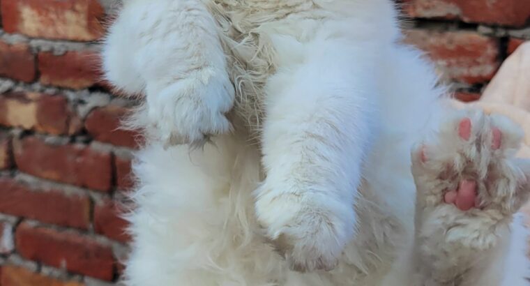 Persian kittens Pair white