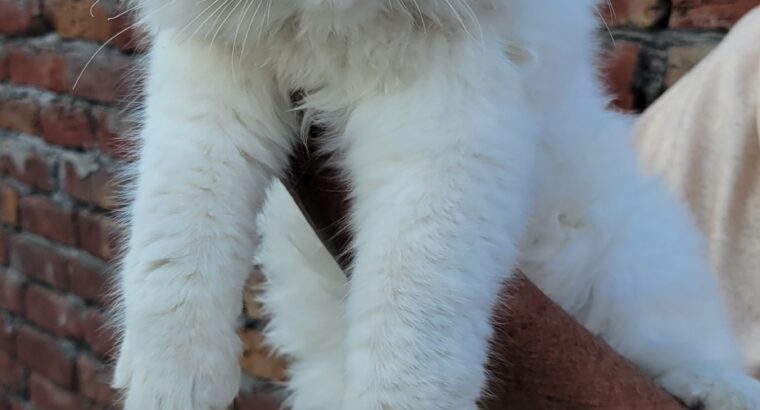 Persian kittens Pair white