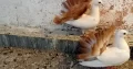 yellow tail chicks pair and single female.