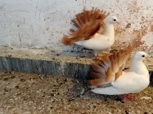 yellow tail chicks pair and single female.