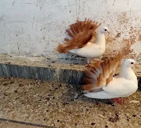 yellow tail chicks pair and single female.