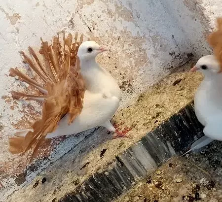 yellow tail chicks pair and single female.