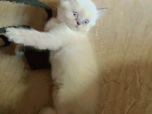 Persian Female Tripple Coated Kitten (45 Days old)