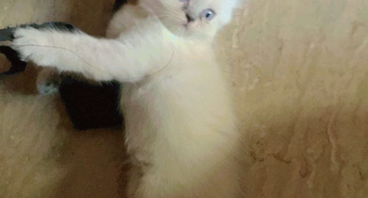 Persian Female Tripple Coated Kitten (45 Days old)