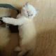 Persian Female Tripple Coated Kitten (45 Days old)