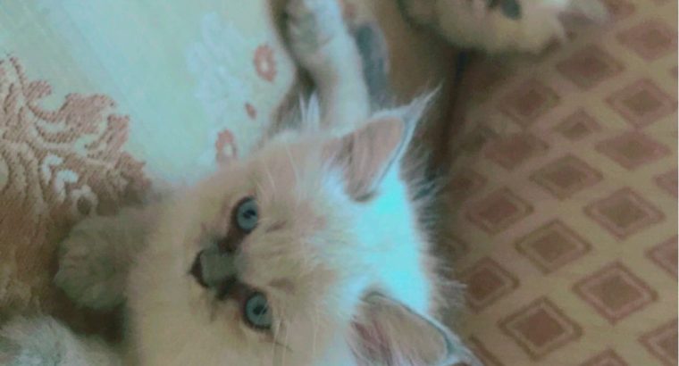 Persian Female Tripple Coated Kitten (45 Days old)