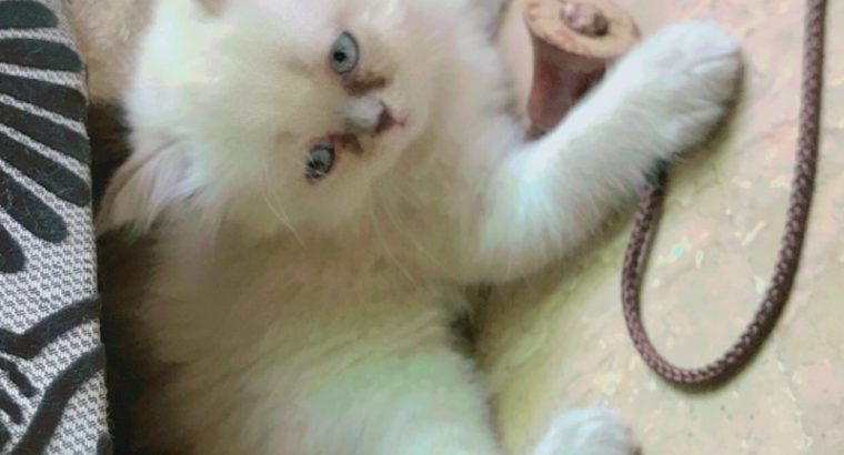 Persian Female Tripple Coated Kitten (45 Days old)