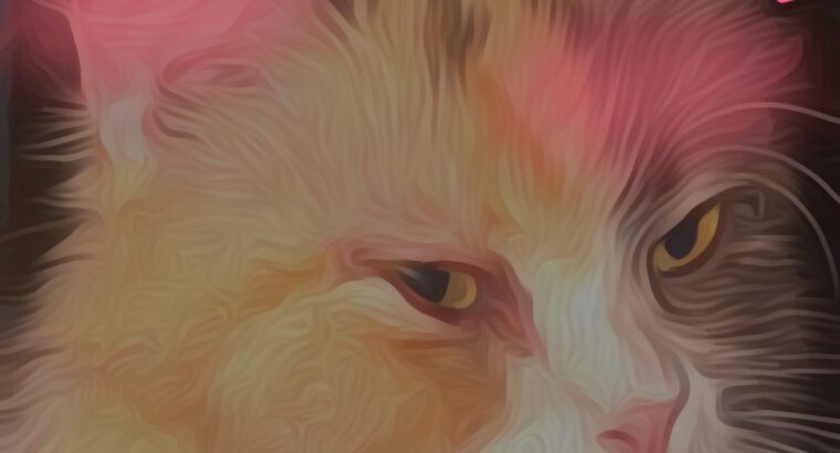 Beautiful Female Calico Cat – Calm, Friendly & Lov