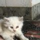 Persian kitten