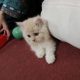 Cute adorable Persian kitten