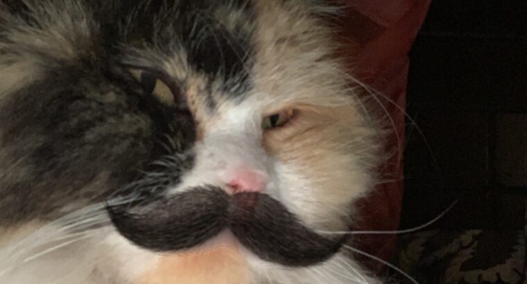 Beautiful Female Calico Cat – Calm, Friendly & Lov