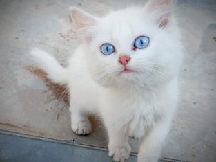 Pure Persian Kittens Cats Male Female Available