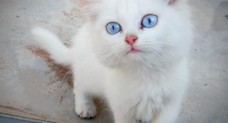 Pure Persian Kittens Cats Male Female Available