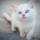 Pure Persian Kittens Cats Male Female Available