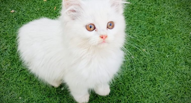 Pure Persian Kittens Cats Male Female Available