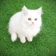 Pure Persian Kittens Cats Male Female Available