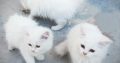 Pure Persian Kittens Cats Male Female Available