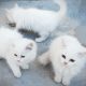 Pure Persian Kittens Cats Male Female Available