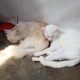 Persion male cat for sell Rs 10000