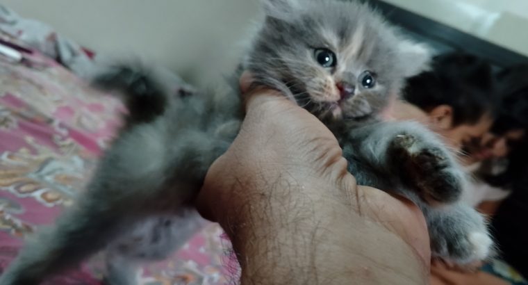 Mother cat with male female pair kittens