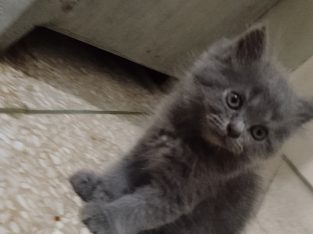 Mother cat with male female pair kittens