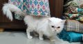 Persian cat couple for sell.