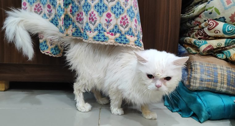 Persian cat couple for sell.