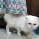 Persian cat couple for sell.